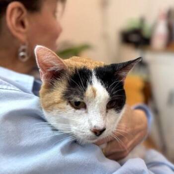Domestic Short Hair and Calico Cats Available for Adoption - Molly Fish | PetCurious