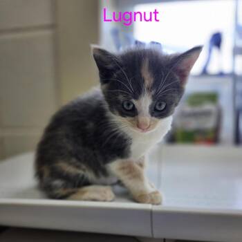Lugnut -  Domestic Short Hair Cat for Adoption in Windsor, Virginia - Lugnut | PetCurious