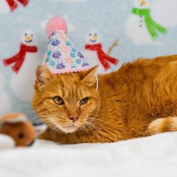 Sosuke -  Domestic Short Hair Cat for Adoption in Durham, North Carolina - Sosuke | PetCurious