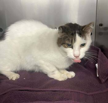 Rescue Domestic Short Hair Cats for Adoption in Toronto, Ontario - EVEREST | PetCurious