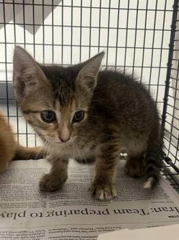 Domestic Short Hair Cats Available for Adoption in Fort Lauderdale, Florida - A2476149 | PetCurious