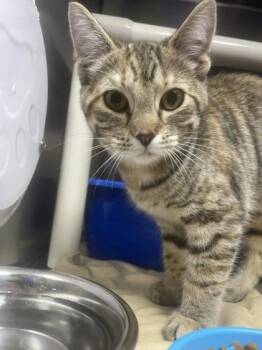 Kiwi -  Domestic Short Hair Cat for Adoption in Gwinn, Michigan - Kiwi | PetCurious