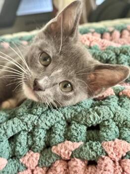 Aster (pre adopt) -  Domestic Short Hair Cat for Adoption in Fort Worth, Texas - Aster (pre Adopt) | PetCurious