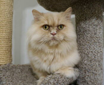 Rescue Persian and Domestic Long Hair Cats for Adoption in Buford, Georgia - Pascal | PetCurious