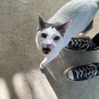 Fridge -  Domestic Short Hair Cat for Adoption in Taos, New Mexico - Fridge | PetCurious