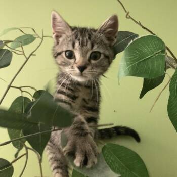 Fudgesicle (fka kitten 7) -  Domestic Short Hair Cat for Adoption in Fairfax Station, Virginia - Fudgesicle (fka Kitten 7) | PetCurious