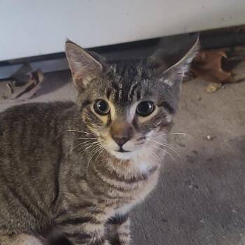 Domestic Short Hair Cats Available for Adoption in Galveston, Texas - Jackelope (Jack) | PetCurious