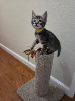 Rescue Domestic Short Hair Cats for Adoption in Gilroy, California - Amelia & Bessie | PetCurious