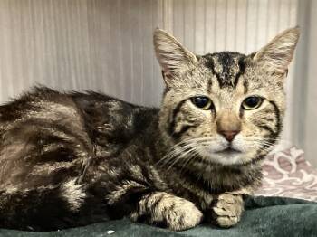 Domestic Short Hair Cats Available for Adoption in Tustin, California - MARROK | PetCurious