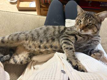 Rescue Domestic Short Hair Cats for Adoption in Melrose, Massachusetts - Alex | PetCurious