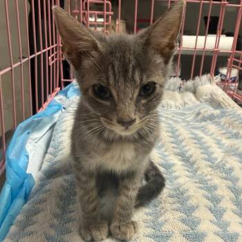 Donna Li -  Domestic Short Hair Cat for Adoption in Edinburg, Texas - Donna Li | PetCurious