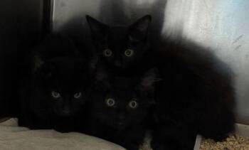 93492A Pebbles-Petco North Charleston -  Domestic Short Hair Cat for Adoption in North Charleston, South Carolina - 93492A Pebbles-Petco North Charleston | PetCurious