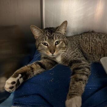 Domestic Short Hair Cats Available for Adoption in Baltimore, Maryland - Sherlock | PetCurious