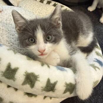 Pedro -  Domestic Short Hair Cat for Adoption in Los Angeles, California - Pedro | PetCurious
