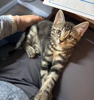 Domestic Short Hair Cats Available for Adoption in Greenwood, Indiana - Tilly | PetCurious