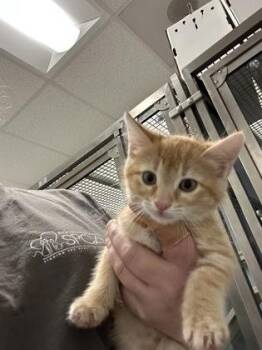 Domestic Short Hair Cats Available for Adoption in West Chester, Pennsylvania - Princess Peach | PetCurious