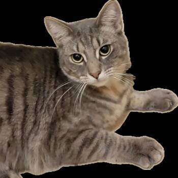 Domestic Short Hair and Russian Blue Cats Available for Adoption in Houston, Texas - Parrot | PetCurious