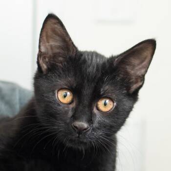 Whiskers -  Domestic Short Hair Cat for Adoption in Middletown, Rhode Island - Whiskers | PetCurious