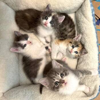 Domestic Short Hair Cats Available for Adoption in Brownsboro, Alabama - Catfish | PetCurious