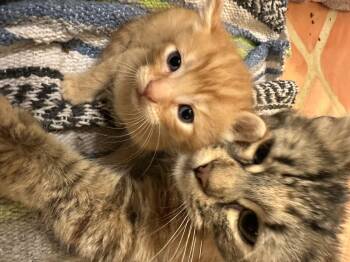 Darla -  Domestic Medium Hair Cat for Adoption in Dixon, California - Darla | PetCurious