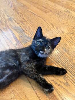 26-11 Eddie -  Domestic Short Hair Cat for Adoption in St. Helens, Oregon - 26-11 Eddie | PetCurious