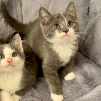 Helvetica -  Domestic Short Hair Cat for Adoption in Charlottesville, Virginia - Helvetica | PetCurious