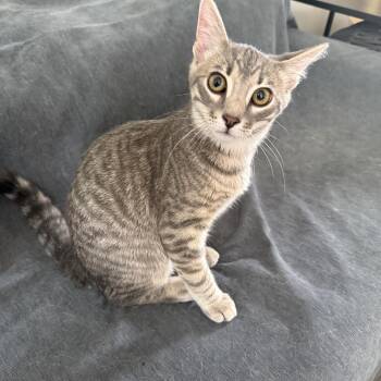 Carlisle -  American Shorthair Cat for Adoption in Philadelphia, Pennsylvania - Carlisle | PetCurious
