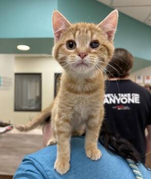 Domestic Short Hair Cats Available for Adoption in Sioux City, Iowa - Shere-Khan | PetCurious