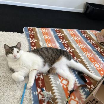 Domestic Short Hair Cats Available for Adoption - Jack | PetCurious
