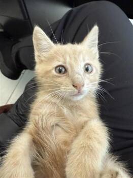 Julius -  Domestic Short Hair Cat for Adoption in Largo, Florida - Julius | PetCurious