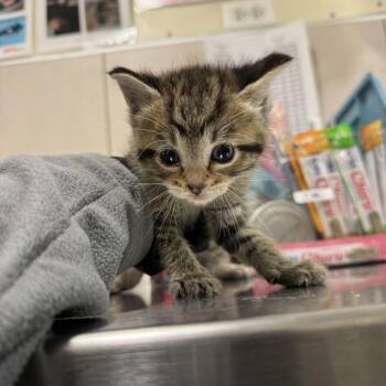 Tango -  Domestic Short Hair Cat for Adoption in Chicago, Illinois - Tango | PetCurious