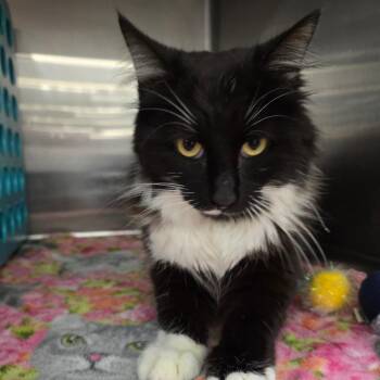 Domestic Medium Hair Cats Available for Adoption - Sir Isaac Mewton | PetCurious