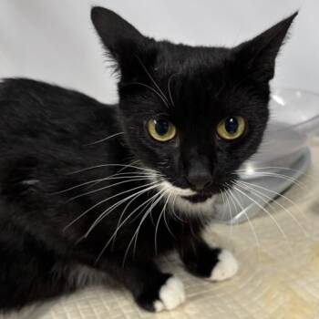 Rescue Domestic Medium Hair Cats for Adoption in New York, New York - Sea Angel | PetCurious