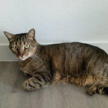 Domestic Short Hair Cats Available for Adoption - Shady | PetCurious