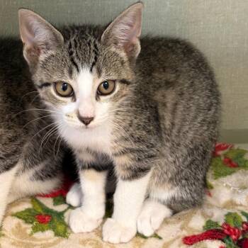 Jimmy Kimmel -  Domestic Short Hair Cat for Adoption in Monroe, Michigan - Jimmy Kimmel | PetCurious