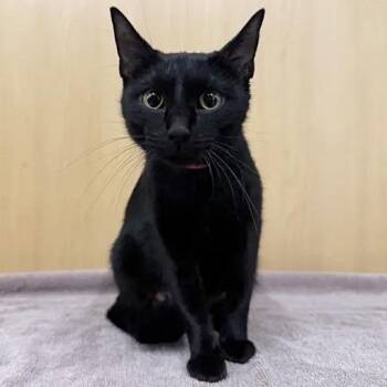 Meowie -  Domestic Short Hair Cat for Adoption in Brentwood, Missouri - Meowie | PetCurious