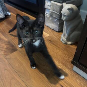 Norte -  Domestic Short Hair Cat for Adoption in Abbotsford, British Columbia - Norte | PetCurious