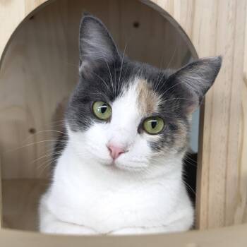 Cora -  Domestic Short Hair Cat for Adoption in Zimmerman, Minnesota - Cora | PetCurious