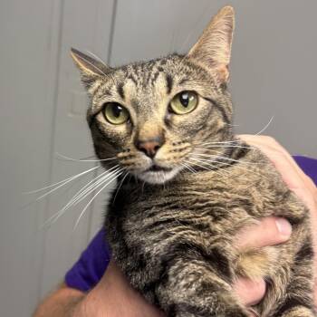 Skeeter -  Domestic Short Hair Cat Available for Adoption in Midland, Texas - Skeeter | PetCurious