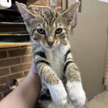 Geraldine -  Domestic Short Hair Cat for Adoption in Birmingham, Alabama - Geraldine | PetCurious