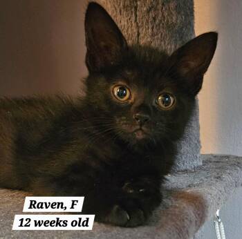 Raven -  Domestic Short Hair Cat for Adoption in Roxbury Township, New Jersey - Raven | PetCurious