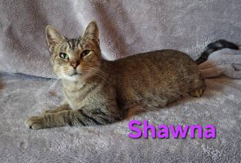 Shawna -  Domestic Short Hair Cat for Adoption in Peoria, Illinois - Shawna | PetCurious