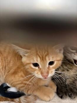 Sunshine -  Domestic Short Hair Cat for Adoption in Baraboo, Wisconsin - Sunshine | PetCurious