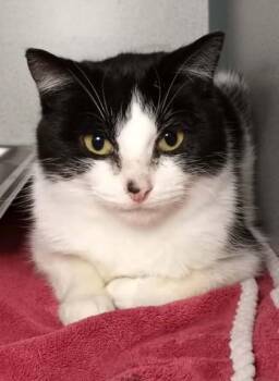 Domestic Short Hair Cats Available for Adoption in Waupaca, Wisconsin - Oreo | PetCurious