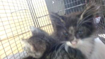Domestic Short Hair Cats Available for Adoption in Doral, Florida - DINKY | PetCurious