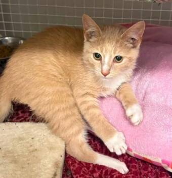 Interrobang -  Domestic Short Hair Cat for Adoption in Kansas City, Missouri - Interrobang | PetCurious