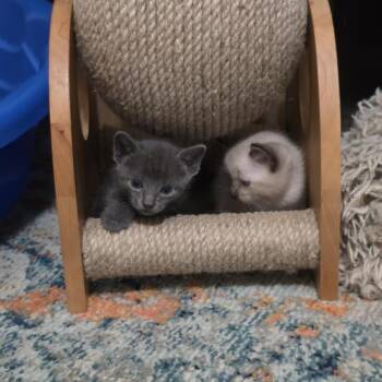 Corvus -  Domestic Short Hair Cat for Adoption in Madison, Wisconsin - Corvus | PetCurious
