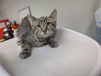 WREN -  Domestic Short Hair Cat for Adoption in Antioch, California - WREN | PetCurious
