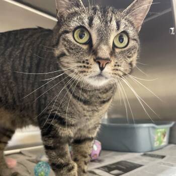 Angel -  Tabby Cat for Adoption in North Kingstown, Rhode Island - Angel | PetCurious