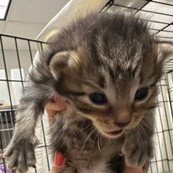 Hera 22 -  Domestic Short Hair Cat for Adoption in Austin, Texas - Hera 22 | PetCurious